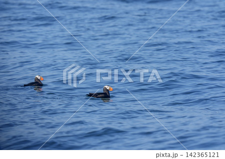 北海道根室市 落石沖を泳ぐエトピリカのつがい 絶滅危惧IA類の海鳥 北海道根室市 落石沖を泳ぐエトピリカのつがい 絶滅危惧IA類の海鳥 142365121