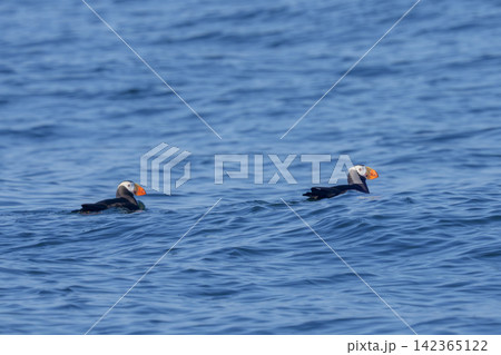 北海道根室市 落石沖を泳ぐエトピリカのつがい 絶滅危惧IA類の海鳥 北海道根室市 落石沖を泳ぐエトピリカのつがい 絶滅危惧IA類の海鳥 142365122