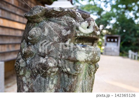 神社の門番‐狛犬 142365126