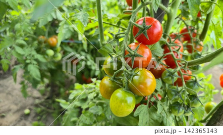 Ripe tomatoes on a vine in a vegetable garden on a sunny summer day. Concept: gardening, harvest, organic farming, agriculture, sustainable development, healthy eating, self-sufficiency. Ripe tomatoes on a vine in a vegetable garden on a sunny summer day. Concept: gardening, harvest, organic farming, agriculture, sustainable development, healthy eating, self-sufficiency. 142365143