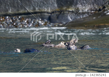 北海道根室市 落石沖に集まる野生のラッコの群れ　絶滅危惧種 142365241