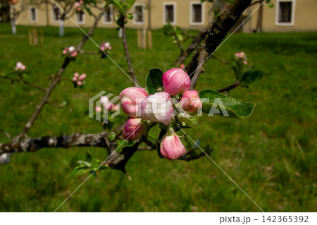 White and pink apple blossoms in the public orchard of Stadtsaal, Friesach, Carinthia, Austria. White and pink apple blossoms in the public orchard of Stadtsaal, Friesach, Carinthia, Austria. 142365392