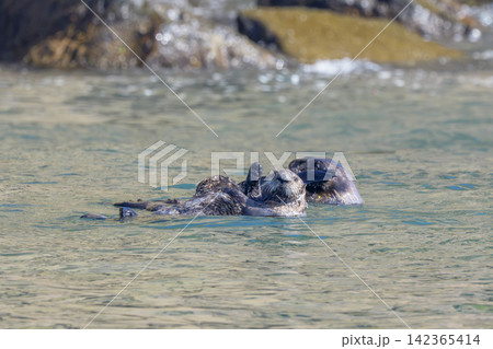 北海道根室市 落石沖に集まる野生のラッコの群れ 絶滅危惧種 北海道根室市 落石沖に集まる野生のラッコの群れ 絶滅危惧種 142365414