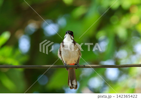 Red-whiskered Bulbul Holding Insect on Wire in Nature Red-whiskered Bulbul Holding Insect on Wire in Nature 142365422