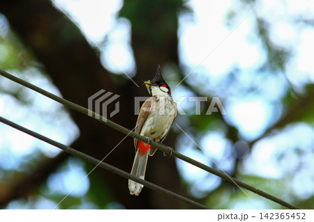 Red-whiskered Bulbul Holding Insect on Wire in Nature 142365452