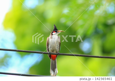 Red-whiskered Bulbul Holding Insect on Wire in Nature Red-whiskered Bulbul Holding Insect on Wire in Nature 142365461