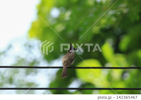 Red-whiskered Bulbul Holding Insect on Wire in Nature 142365467