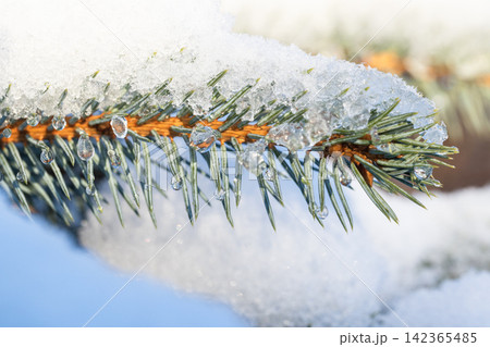 A close-up of an evergreen spruce branch laden with snow A close-up of an evergreen spruce branch laden with snow 142365485