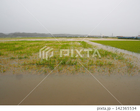 川の氾濫で冠水した状態の田んぼ 142365534