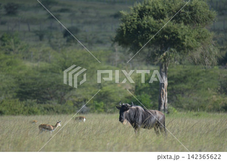 アフリカの野生動物 アフリカの野生動物 142365622