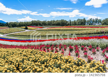 Panoramic view of vibrant rainbow flower fields and rolling hills in Shikisai no Oka with orange marigolds in foreground, Biei, Hokkaido, Japan Panoramic view of vibrant rainbow flower fields and rolling hills in Shikisai no Oka with orange marigolds in foreground, Biei, Hokkaido, Japan 142365708