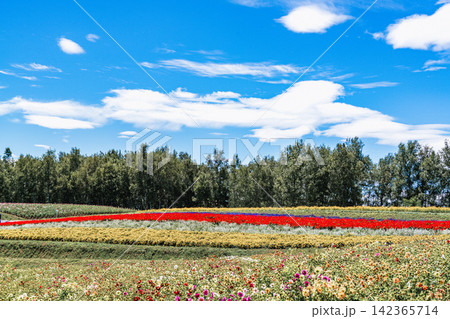 Panoramic view of vibrant rainbow flower fields and rolling hills in Shikisai no Oka with orange marigolds in foreground, Biei, Hokkaido, Japan Panoramic view of vibrant rainbow flower fields and rolling hills in Shikisai no Oka with orange marigolds in foreground, Biei, Hokkaido, Japan 142365714
