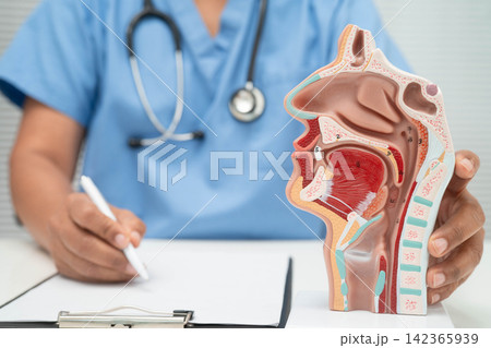 Asian doctor with nasal oral throat cavity neck human anatomy model for study diagnosis and treatment in hospital. Asian doctor with nasal oral throat cavity neck human anatomy model for study diagnosis and treatment in hospital. 142365939