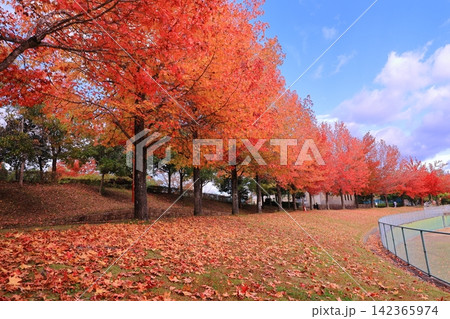 三田谷公園(兵庫県三田市)モミジバフウの紅葉 三田谷公園(兵庫県三田市)モミジバフウの紅葉 142365974