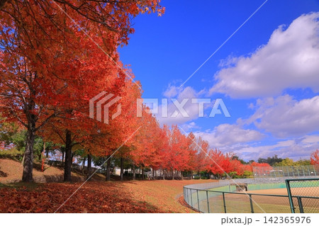三田谷公園(兵庫県三田市)モミジバフウの紅葉 三田谷公園(兵庫県三田市)モミジバフウの紅葉 142365976