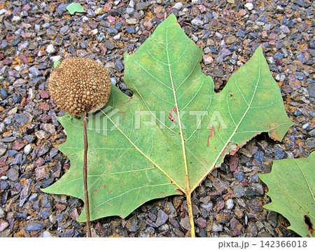 London Plane Tree Leaf and Seed Ball. London Plane Tree Leaf and Seed Ball. 142366018