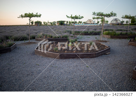 Circular landscaped flower bed surrounded by gravel paths and ornamental trees, showcasing elegant garden design, organized planting, outdoor recreation and peaceful park scenery Circular landscaped flower bed surrounded by gravel paths and ornamental trees, showcasing elegant garden design, organized planting, outdoor recreation and peaceful park scenery 142366027