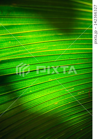 vivid green palm leaves background with spot light from evening sun vivid green palm leaves background with spot light from evening sun 142366327