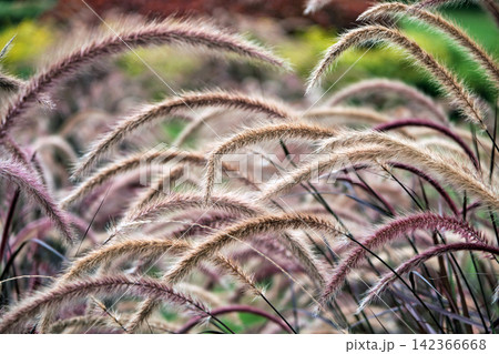 grass flowers in a fields at noon, shot with narrow focusing and partly blur 142366668