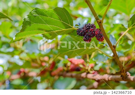 The ripe mulberries are on the branches waiting to be harvested 142366710