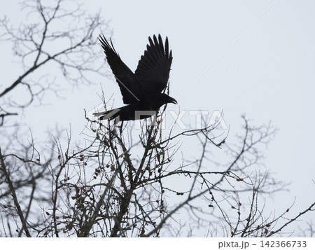 Mystical Black Crow Taking Flight From Winter Tree Branch in Dynamic Motion Mystical Black Crow Taking Flight From Winter Tree Branch in Dynamic Motion 142366733