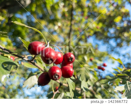 Hawthorn berries on branch with green leaves, red fruit close-up, natural bokeh and blue sky background Hawthorn berries on branch with green leaves, red fruit close-up, natural bokeh and blue sky background 142366772