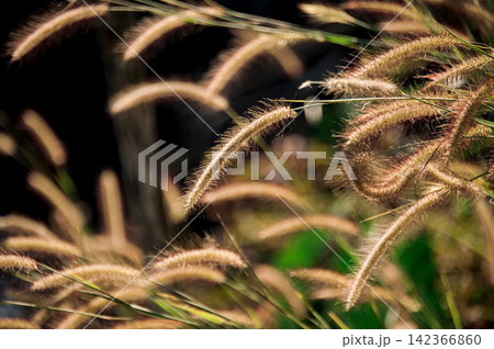 grass flowers in a fields at noon, shot with narrow focusing and partly blur 142366860