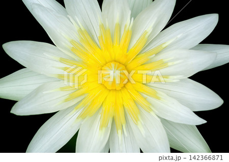 close up top view of white lotus with yellow pollen in black backgroundshot with narrow focusing that leave some part of pollens out of focus blurred close up top view of white lotus with yellow pollen in black backgroundshot with narrow focusing that leave some part of pollens out of focus blurred 142366871