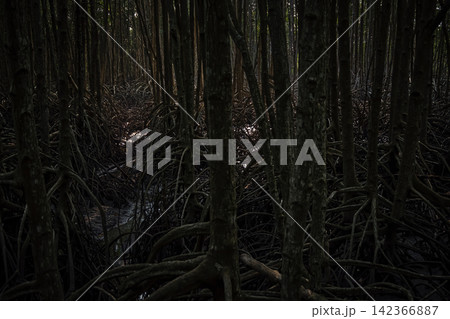 scary scene of a part of mangrove forest with many trees's trunk and root in dark shade and tone and background sun light scary scene of a part of mangrove forest with many trees's trunk and root in dark shade and tone and background sun light 142366887