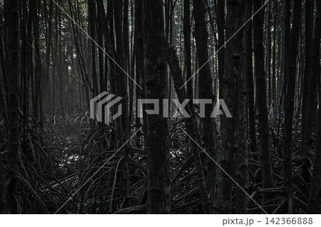 cary scene of sun light shining at the backgroud of the deep dark shade mangrove forest with many out of focusing blurred trees's trunk and root in foreground space cary scene of sun light shining at the backgroud of the deep dark shade mangrove forest with many out of focusing blurred trees's trunk and root in foreground space 142366888