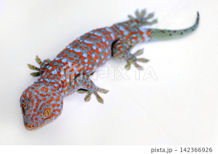a giant colorful beautiful gekko walking on the white concrete wall with empty copy space 142366926