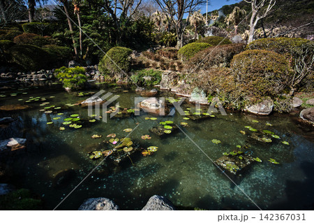 small pound with small lotus in somewhere with many plants surround small pound with small lotus in somewhere with many plants surround 142367031