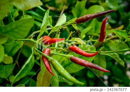 many chilies fruits on there own trees many chilies fruits on there own trees 142367077