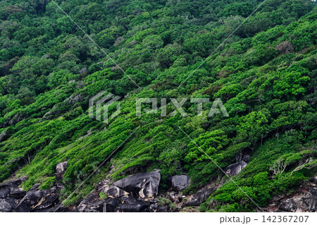 natural trees growing on a slope of the rocky island that tilted by the wind 142367207