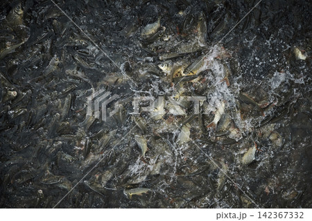 many fishes scramble for foods from feeder in the fisherman pond 142367332