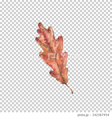 Autumn oak leaf orange, red and brown coloured realistic watercolor hand painting. Botanical illustration of fall trees foliage isolated from background for seasonal autumnal floral card, print design Autumn oak leaf orange, red and brown coloured realistic watercolor hand painting. Botanical illustration of fall trees foliage isolated from background for seasonal autumnal floral card, print design 142367454