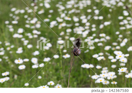 Small Snail on Grass Stalk with White Daisy Flower Field Blur Nature Background 142367580