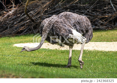 The common ostrich, Struthio camelus, or simply ostrich The common ostrich, Struthio camelus, or simply ostrich 142368325