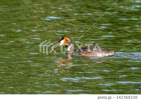 Great Crested Grebe, Podiceps cristatus has caught a fish. 142368330