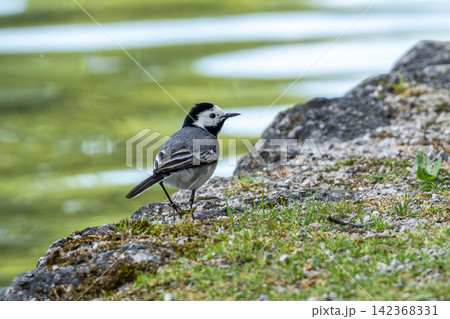 The white wagtail, Motacilla alba is a passerine bird in the family Motacillidae. The white wagtail, Motacilla alba is a passerine bird in the family Motacillidae. 142368331