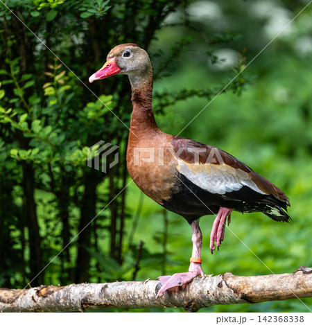 The black-bellied whistling duck, Dendrocygna autumnalis is a whistling duck that breeds in the whole American continent The black-bellied whistling duck, Dendrocygna autumnalis is a whistling duck that breeds in the whole American continent 142368338