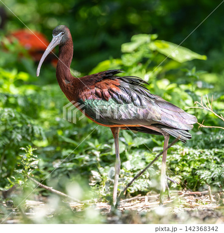 Glossy ibis, Plegadis falcinellus in a german nature park Glossy ibis, Plegadis falcinellus in a german nature park 142368342
