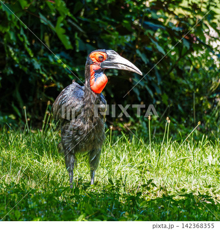 Southern Ground Hornbill, Bucorvus leadbeateri in its Natural Habitat 142368355