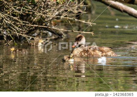 Wild duck or mallard, Anas platyrhynchos family with young goslings at a lake in Munich, Germany Wild duck or mallard, Anas platyrhynchos family with young goslings at a lake in Munich, Germany 142368365