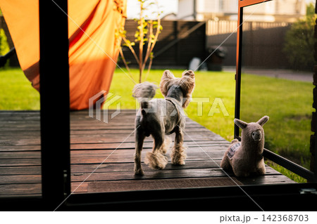 Yorkshire Terrier dog walking from modern house terrace into green backyard garden in warm sunlight, Suburban lifestyle scene, private home territory. 142368703