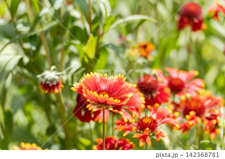 Gaillardia flowers in the summer meadow Gaillardia flowers in the summer meadow 142368781