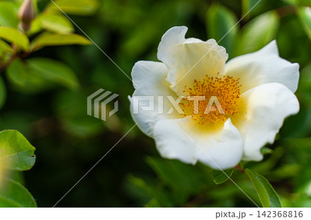 Beautiful white Cherokee roses in the summer garden Beautiful white Cherokee roses in the summer garden 142368816