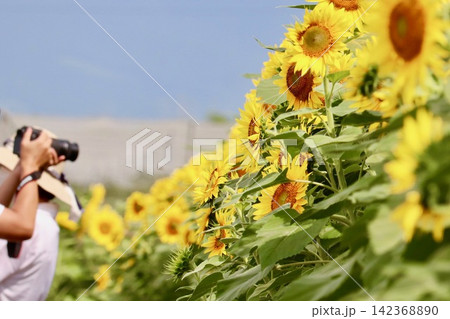 ひまわり畑で写真を撮る・2 ひまわり畑で写真を撮る・2 142368890