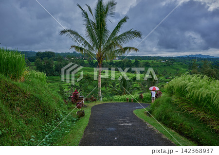 Bali, Indonesia-April 23 2023: Jatiluwih Rice Terraces Scenic area with verdant, undulating rice terraces in the heart of Tabanan Regency attracting hikers, cyclists and photographers. 142368937