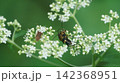 オトコエシで交尾するヨツスジハナカミキリ 142368951